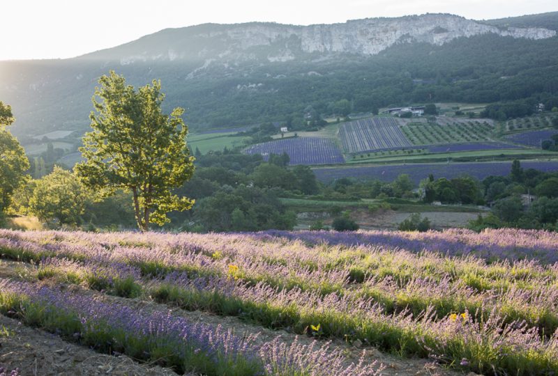 Au rythme de la Nature au coeur de la lavande à La Bégude-de-Mazenc - 0