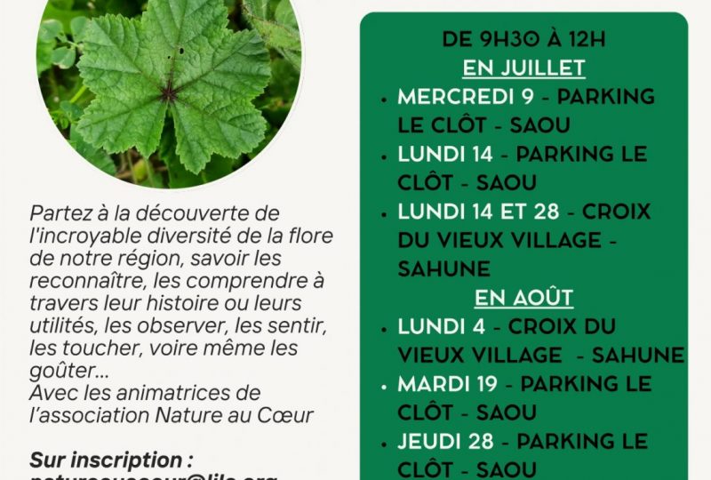 Balades Découverte des Plantes Sauvages à Sahune - 0