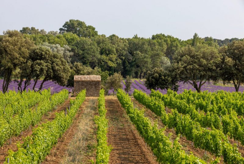 Visite Guidée de Grignan : Histoire du vin à Grignan - 0