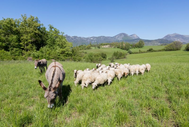 Ferme Bio Le Panicaut – Gîte Angèle à Francillon-sur-Roubion - 21