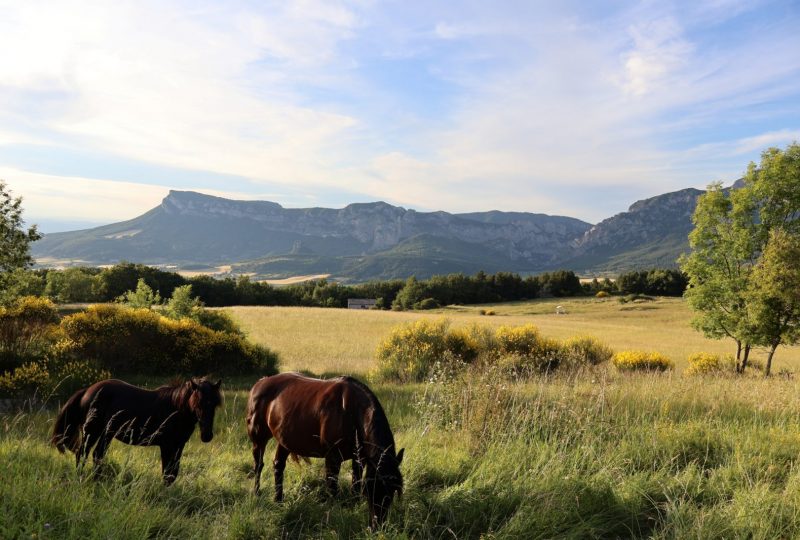 Ferme Bio Le Panicaut – Gîte Angèle à Francillon-sur-Roubion - 22