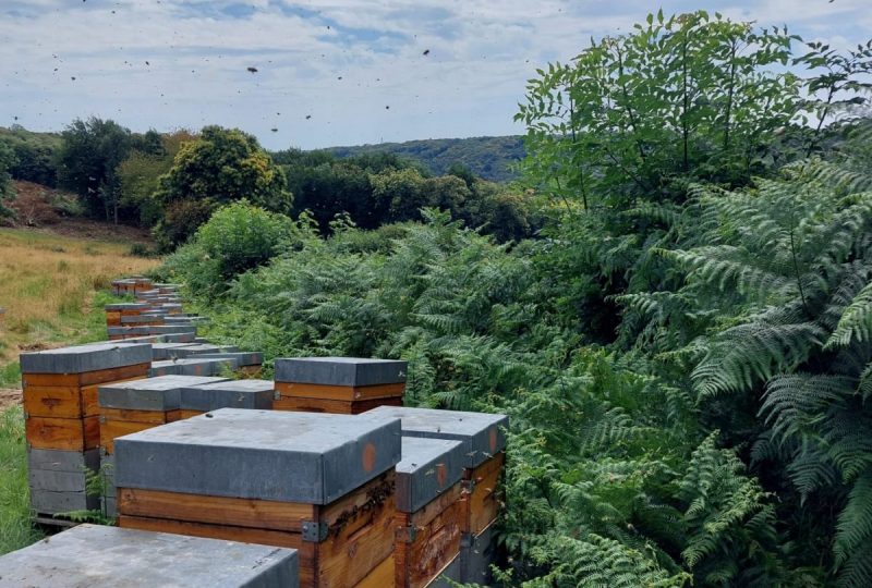 Gaec Les Ruchers de la Valdaine à Souspierre - 3