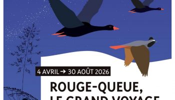 Rouge-Queue, le grand voyage_Saoû