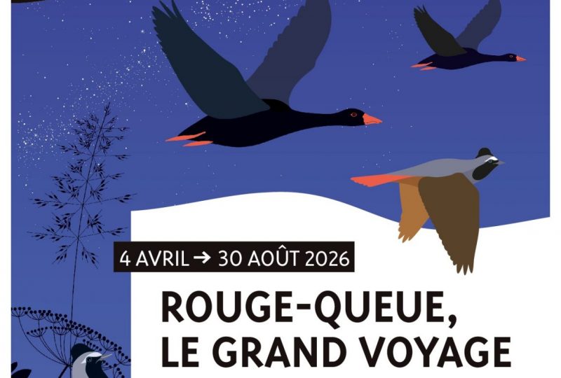 Rouge-Queue, le grand voyage à Saoû - 0