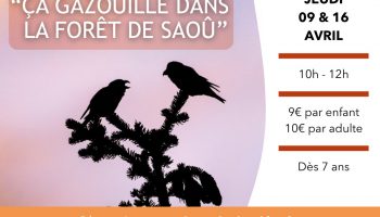 ça gazouille dans la forêt de Saoû_Saoû