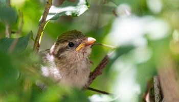 Echappées Nature en ENS – Suivi de l&rsquo;avifaune nicheuse_Saoû