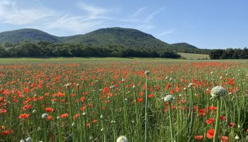 Trail 10 – De Crêtes en Combes_La Bégude-de-Mazenc