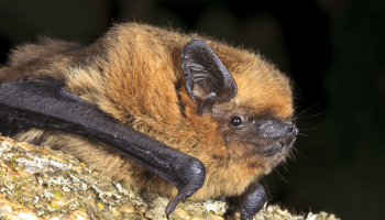 Echappées Nature en ENS – Suivi des chiroptères_Saoû