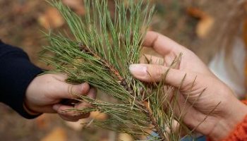 Sortie ludique et sensible « Explorateur de la nature »_Saoû