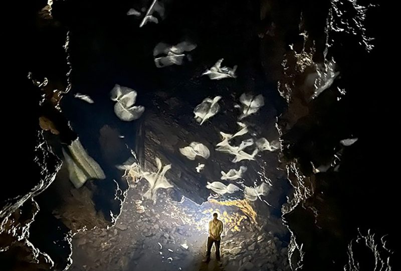 Conférence – « Les chauves-souris : architectes inattendues des grottes » à Vallon-Pont-d'Arc - 0