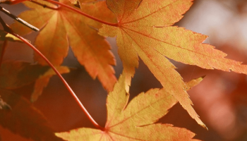 Sortie arbres en automne_Saoû