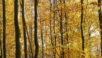 Enquête ludique : Quel est cet arbre_Saoû