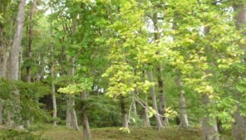 Bois de Vache