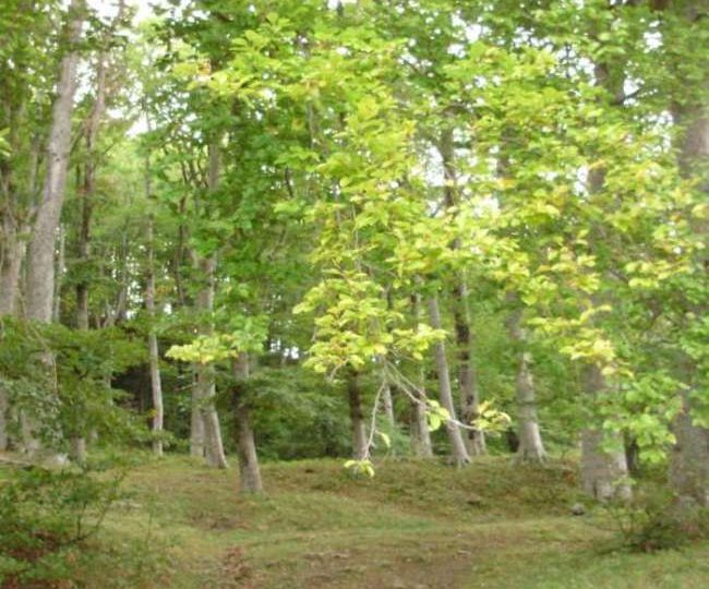 Bois de Vache à Le Poët-Célard - 1