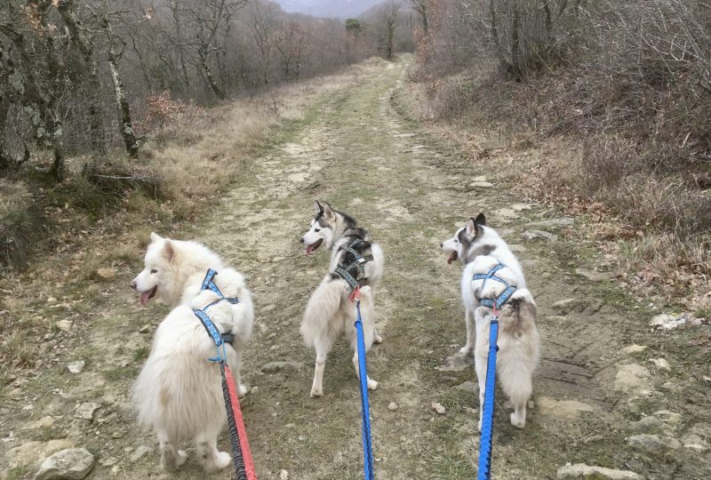 Les ExtraPattes – Cani-rando à Le Poët-Célard - 2